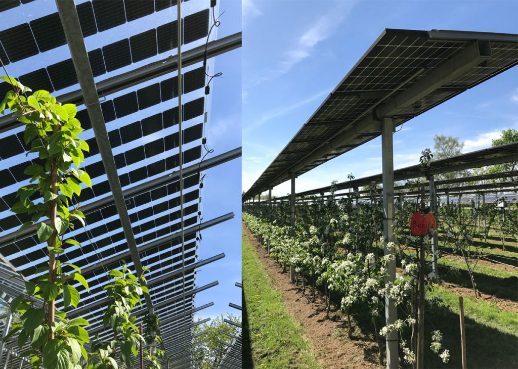 Unter der Agri-PV-Anlage auf dem Obsthof Vollmer werden Zwetschgen, Äpfel, Birnen, Kiwi und Brombeeren angepflanzt - Ein Teil der Forschungsanlage in Oberkirch-Nussbach arbeitet mit vollverschatteten Modulen