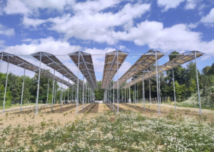 Solarbetriebenes Mikroklima: PV-System schafft Waldlichtverhältnisse für Setzlinge