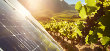 Agri-PV im südafrikanischen Weinanbau: Erfolgreiche Beispiele, Investitionskosten für Agri-PV-Systeme und vielversprechende Potenziale